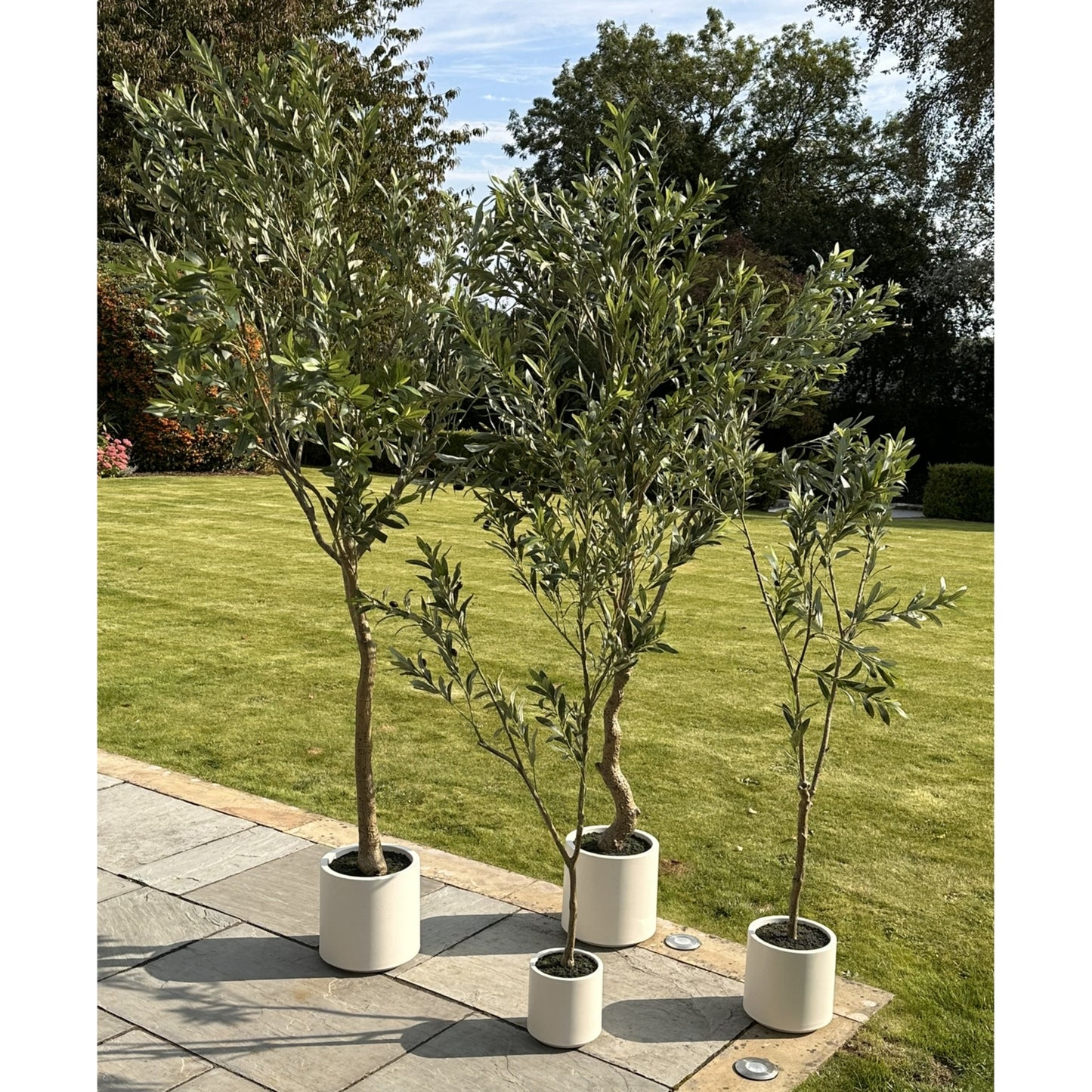 Apulia Olive Tree In White Pot 210Cm