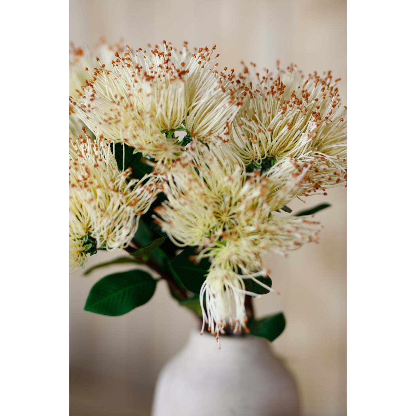 Cream Protea Nitida Stem